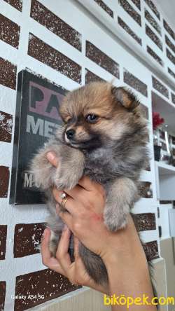 ORJİNAL POMERANİAN BOO