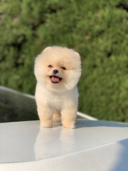 Orjinal Pomeranian Boo Arayanlara 2