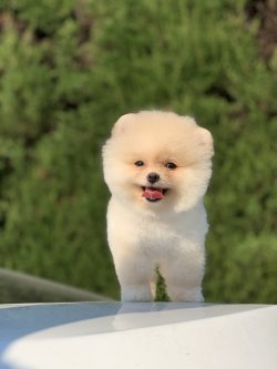 Orjinal Pomeranian Boo Arayanlara 1