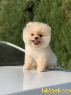 Orjinal Pomeranian Boo Arayanlara 3