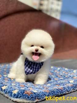 Orjinal Pomeranian Boo  Ayıcık Surat