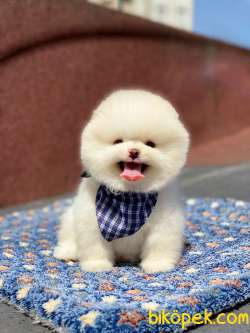 Orjinal Pomeranian Boo  Ayıcık Surat 2