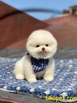Orjinal Pomeranian Boo  Ayıcık Surat 3