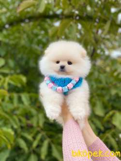 Orjinal Pomeranian Boo  Ayıcık Surat