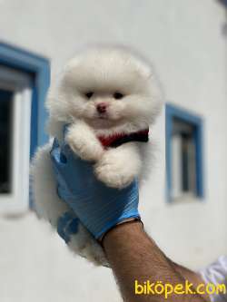 ORJİNAL POMERANİAN BOO BEBEKLERİMİZ 1