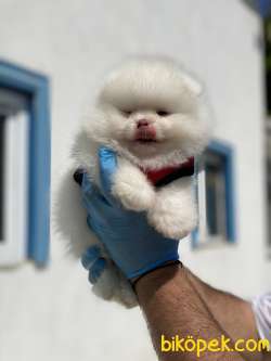 ORJİNAL POMERANİAN BOO BEBEKLERİMİZ 3