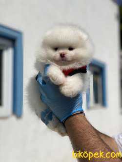 ORJİNAL POMERANİAN BOO BEBEKLERİMİZ 2