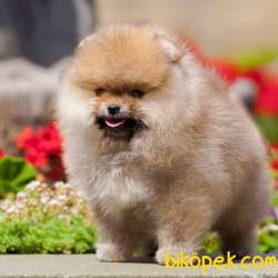 ORJİNAL POMERANİAN BOO BEBEKLERİMİZ 2