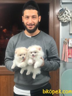 ORJİNAL  Pomeranian Boo BEBKLERİ 2