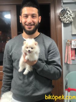 ORJİNAL  Pomeranian Boo BEBKLERİ 1