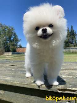Orjinal Pomeranian Boo Yavrular 3