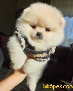 Orjinal Pomeranian Boo Yavrularımız 4