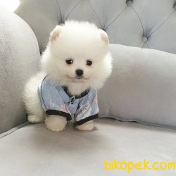 Orjinal Pomeranian Boo Yavrularımız 2