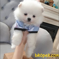 Orjinal Pomeranian Boo Yavrularımız 3