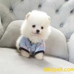 Orjinal Pomeranian Boo Yavrularımız 1