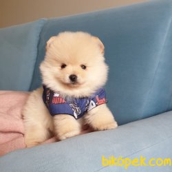 Orjinal Pomeranian Boo Yavrularımız 1