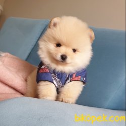Orjinal Pomeranian Boo Yavrularımız 5