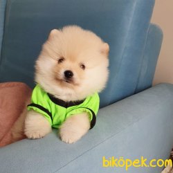 Orjinal Pomeranian Boo Yavrularımız 4