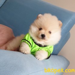 Orjinal Pomeranian Boo Yavrularımız 2