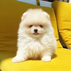 Orjinal Pomeranian Boo Yavrularımız 1