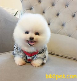 Orjinal Pomeranian Boo Yavrularımız 4