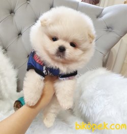 Orjinal Pomeranian Boo Yavrularımız 3