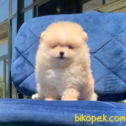Orjinal Pomeranian Boo Yavrularımız 5