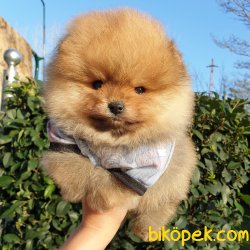 Orjinal Pomeranian Boo Yavrularımız 1