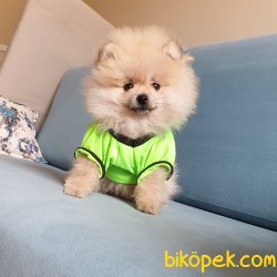 Orjinal Pomeranian Boo Yavrularımız 4