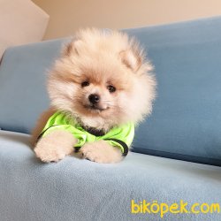 Orjinal Pomeranian Boo Yavrularımız 1