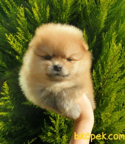 Orjinal Pomeranian Boo Yavrularımız 5