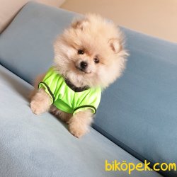 Orjinal Pomeranian Boo Yavrularımız 2