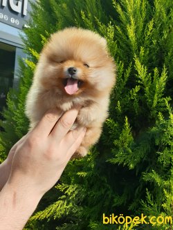 Orjinal Pomeranian Boo Yavrularımız 4