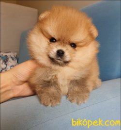 Orjinal Pomeranian Boo Yavrularımız 3