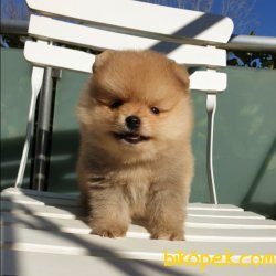 Orjinal Pomeranian Boo Yavrularımız 5