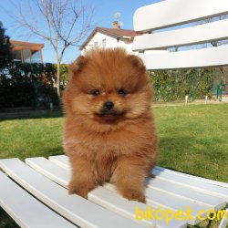 Orjinal Pomeranian Boo Yavrularımız 5