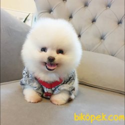 Orjinal Pomeranian Boo Yavrularımız 2