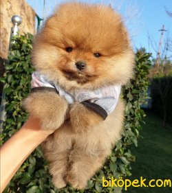 Orjinal Pomeranian Boo Yavrularımız 5