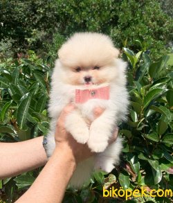 Orjinal Pomeranian Boo Yavrularımız 3