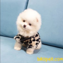 Orjinal Pomeranian Boo Yavrularımız 2