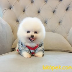 Orjinal Pomeranian Boo Yavrularımız 3