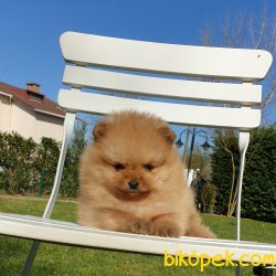 Orjinal Pomeranian Boo Yavrularımız 4