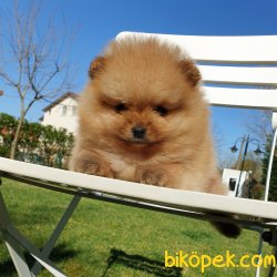 Orjinal Pomeranian Boo Yavrularımız 5
