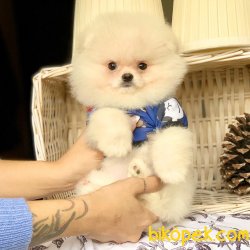 Orjinal Pomeranian Boo Yavrularımız 3