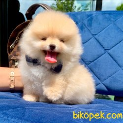 Orjinal Pomeranian Boo Yavrularımız 1