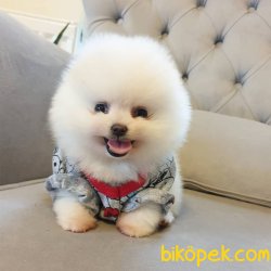 Orjinal Pomeranian Boo Yavrularımız 4