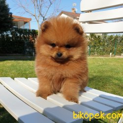 Orjinal Pomeranian Boo Yavrularımız 2