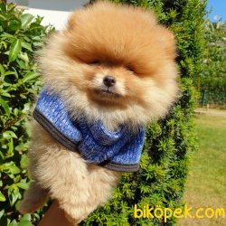 Orjinal Pomeranian Boo Yavrularımız 2