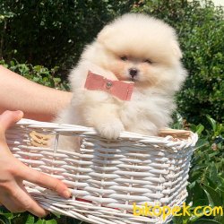 Orjinal Pomeranian Boo Yavrularımız 4