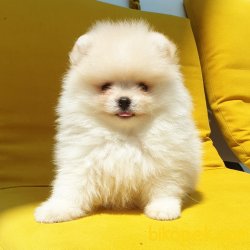 Orjinal Pomeranian Boo Yavrularımız 4